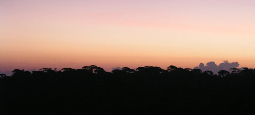 Guayacan Rainforest Reserve