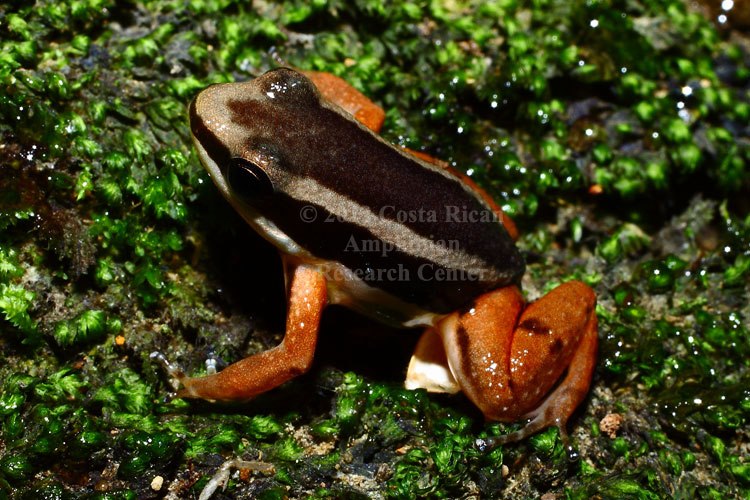 Allobates talamancae