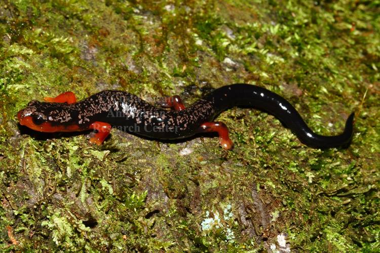 Bolitoglossa pesrubra