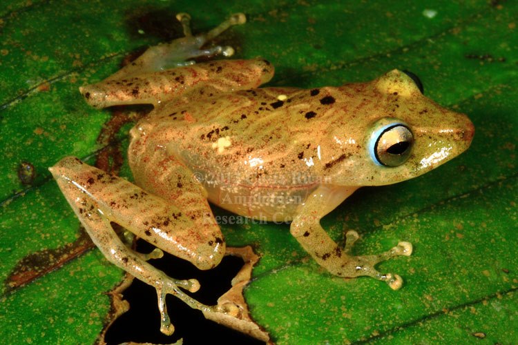Pristimantis caryophyllaceus
