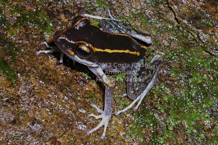 Pristimantis gaigei