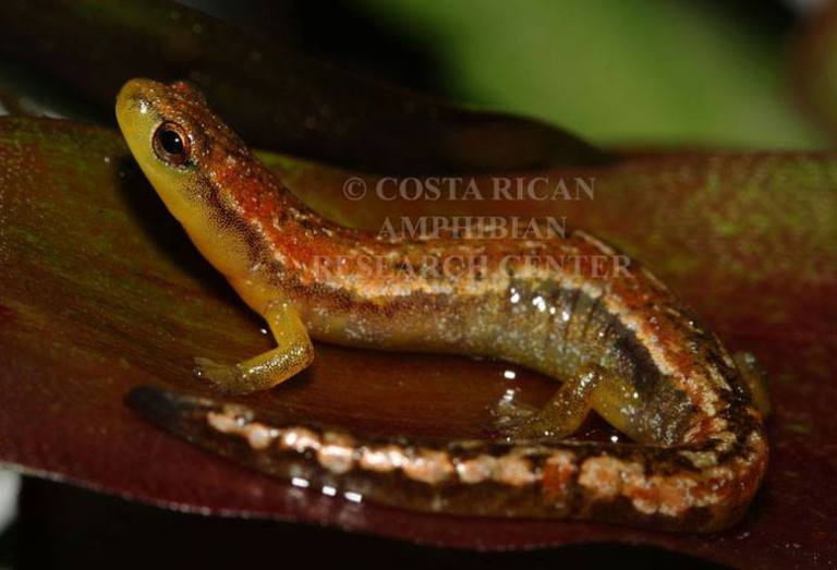 bolitoglossa-diminuta