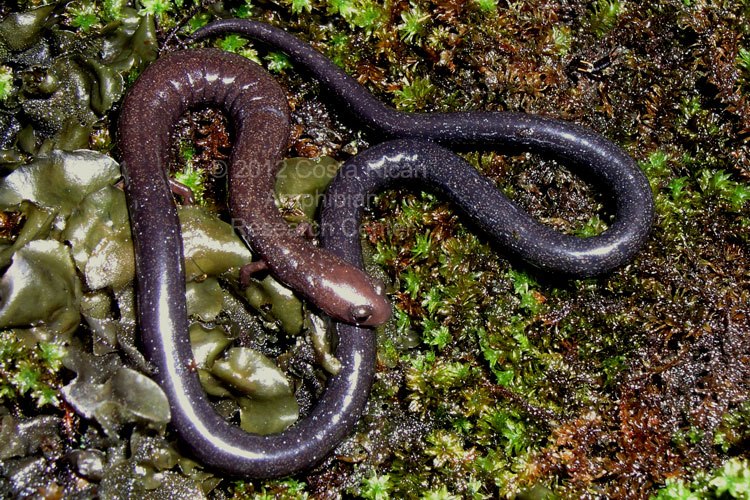 oedipina-pseudouniformis